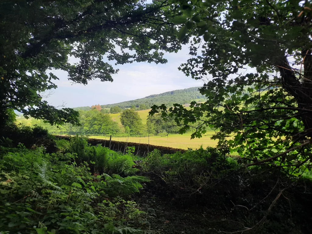 woodland looking over a valley