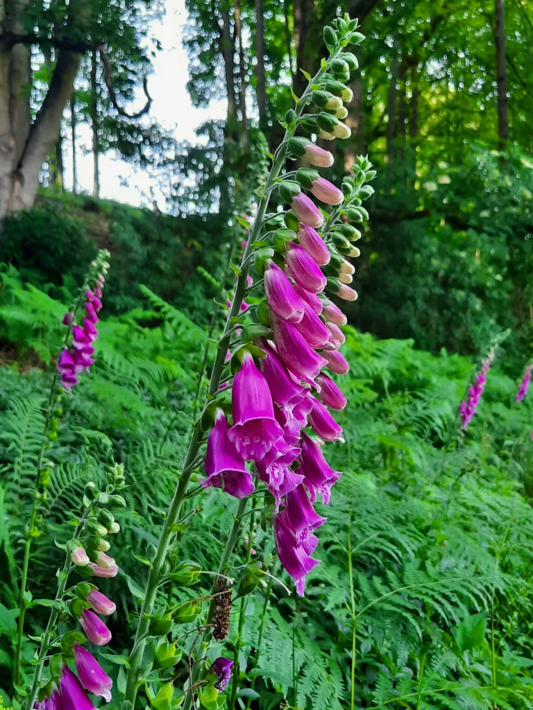 One of the many foxgloves